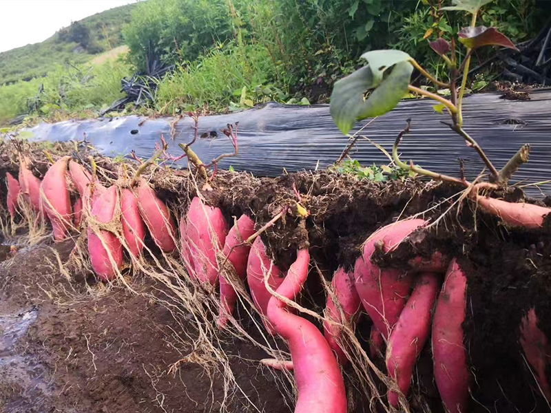 高原小蜜薯